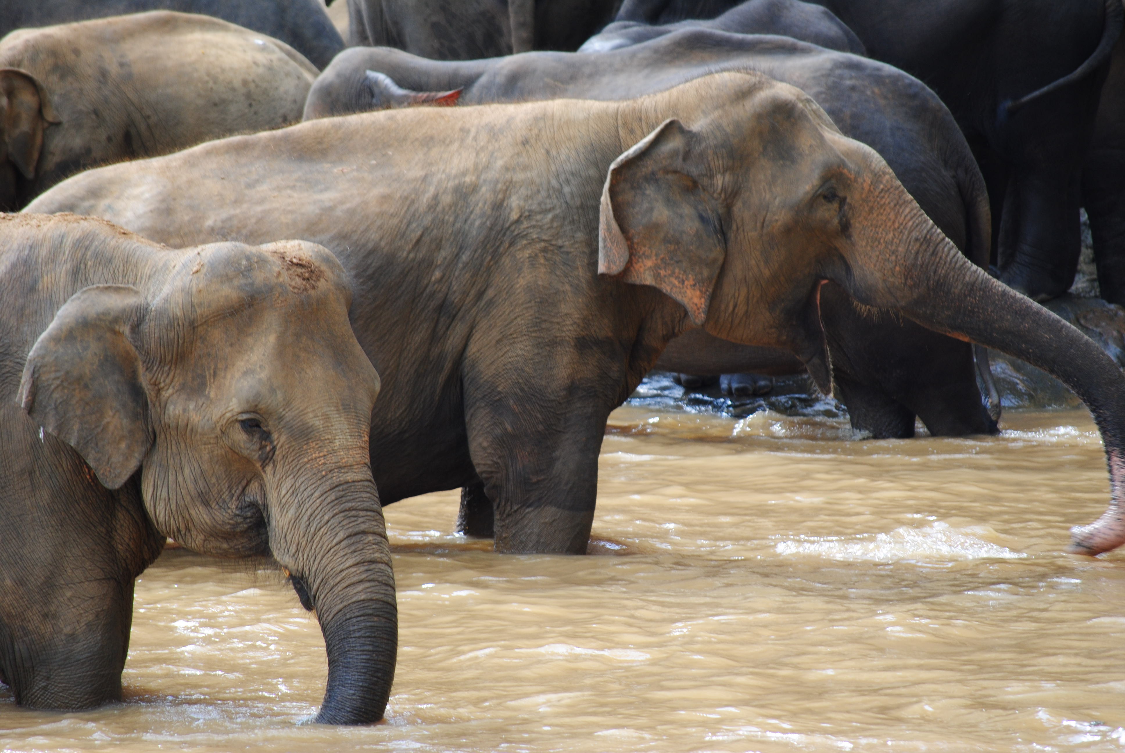 Słonie azjatyckie - Pinnawala